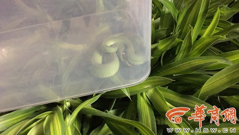 白丝捆绑