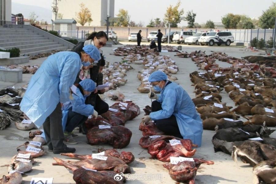 八重神子和丘丘人繁殖后代的视频