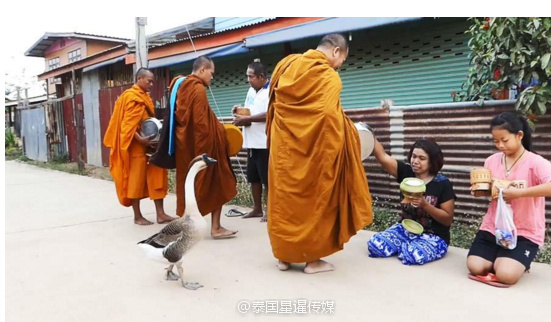 鮪魚裸照