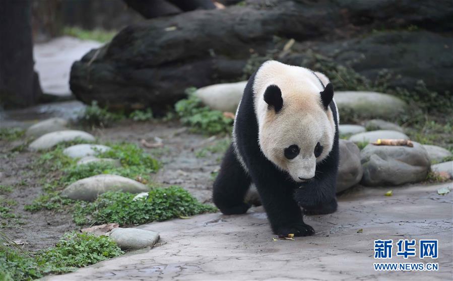 英國人