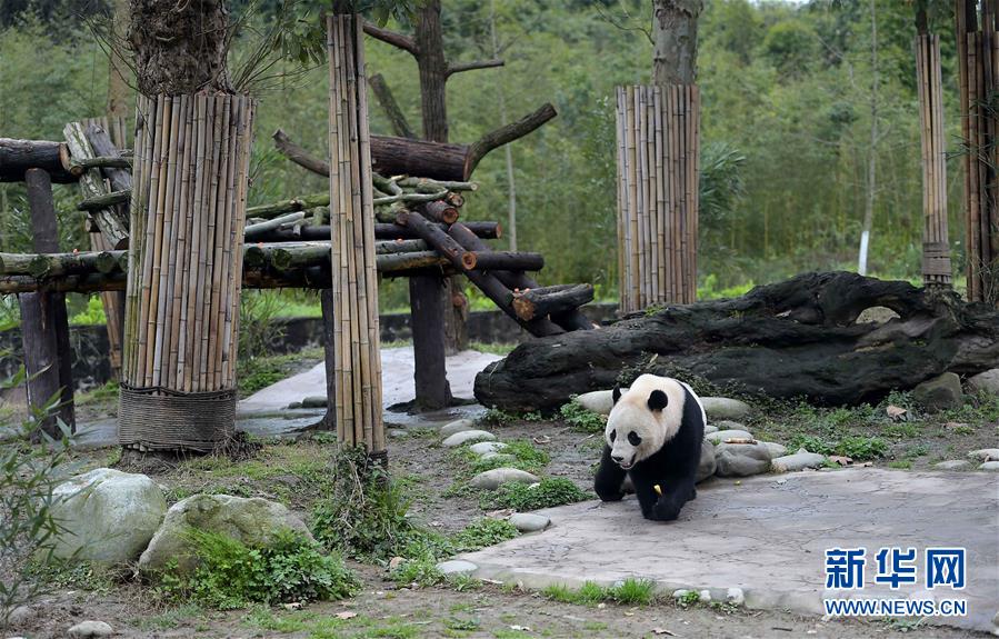 中国性老太Hd大全一中国性老