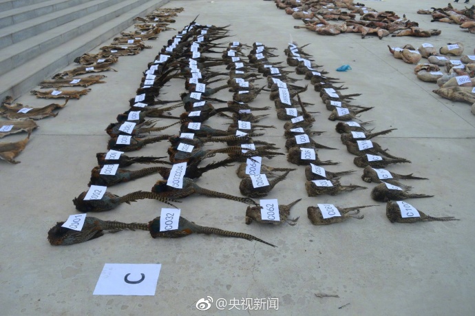 中文字幕无码肏屄视频