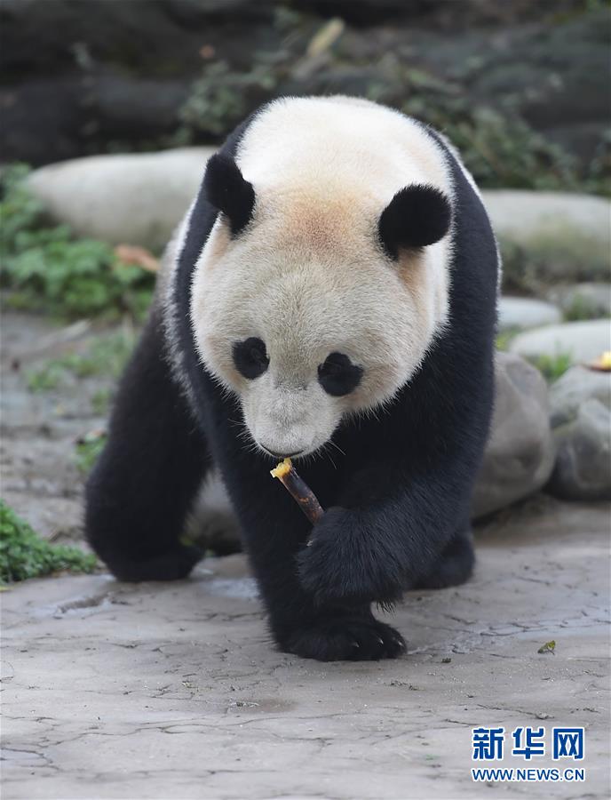 36G大奶