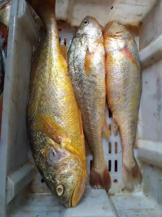 韩日一级片