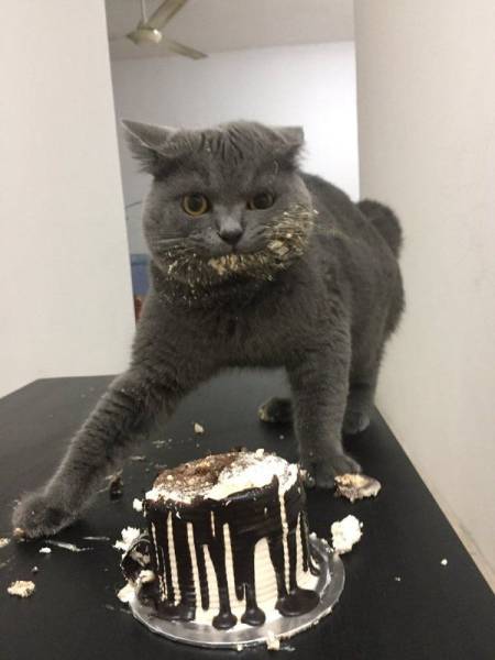 欧美最猛黑人黄片