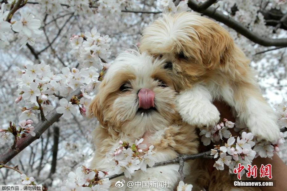 泰國妹