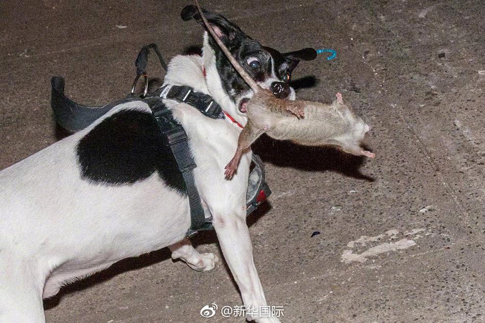 歐巴桑
