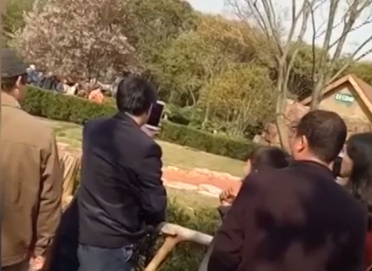 楓可憐