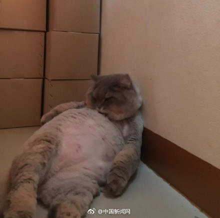 男人的 伸到 里拔萝卜