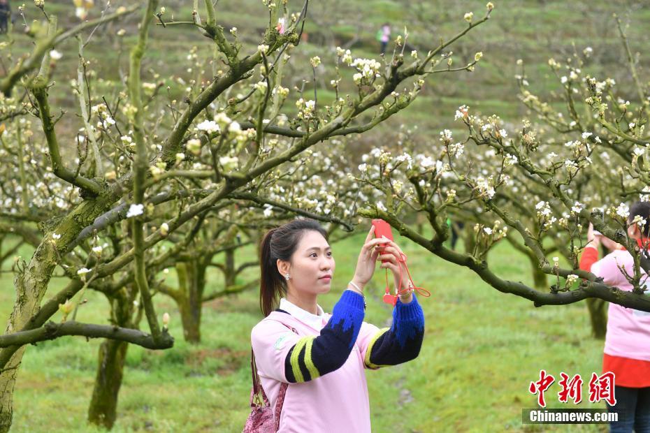 阿丽塔
