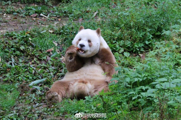 亚洲毛片