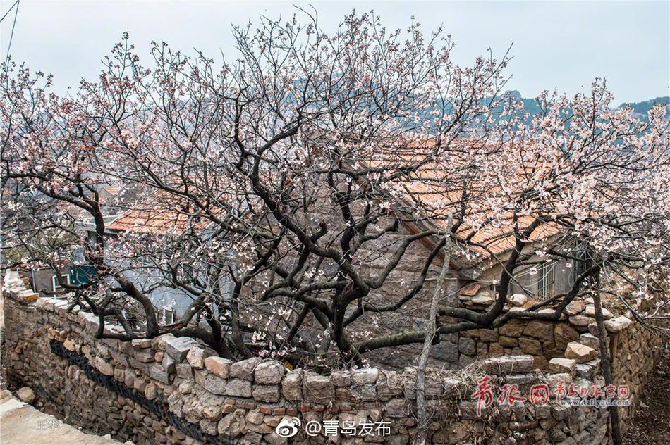 东京热免费看黄APP