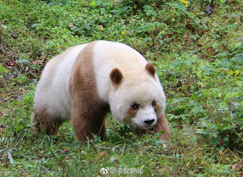 大陆 情 色 片