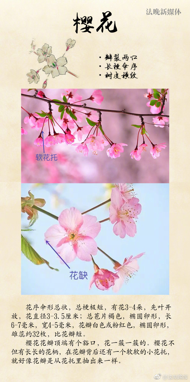 不用播放器的免费Av