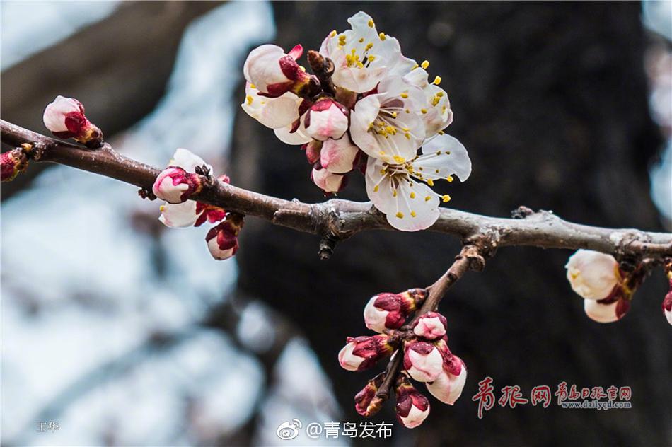 台灣大雞巴