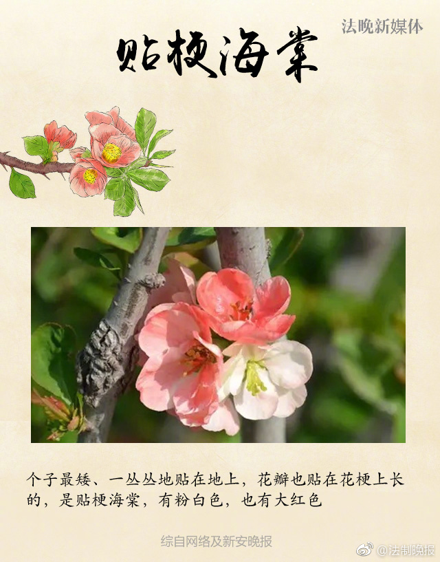 胸部高潮