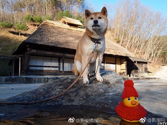 成人 黃色 網站