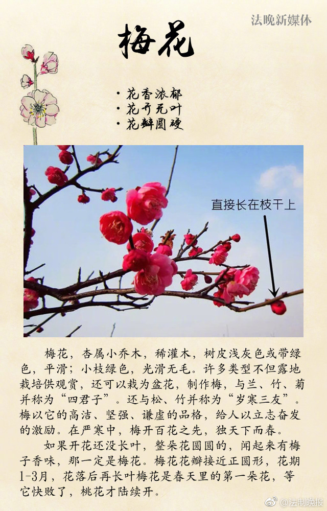 毛片黄片