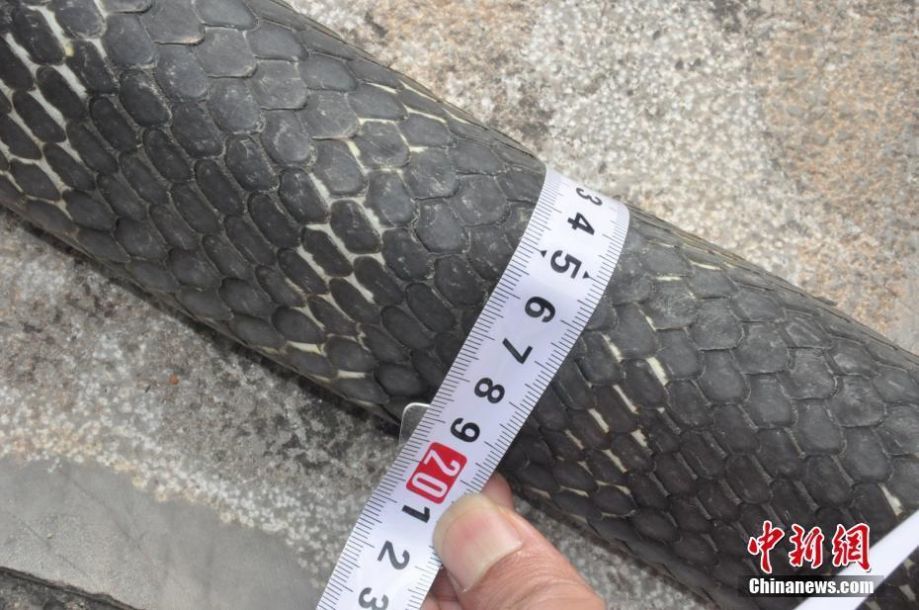 欧美熟妇毛多???