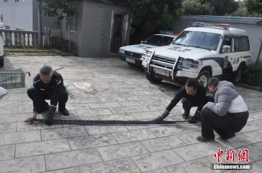 直肠电击取精