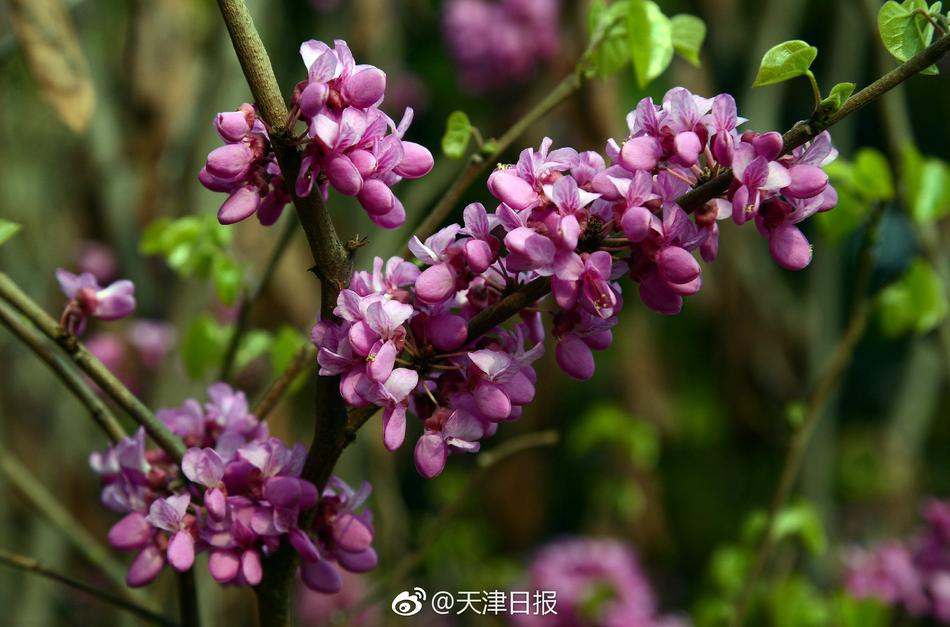李丽珍一级帮黄片