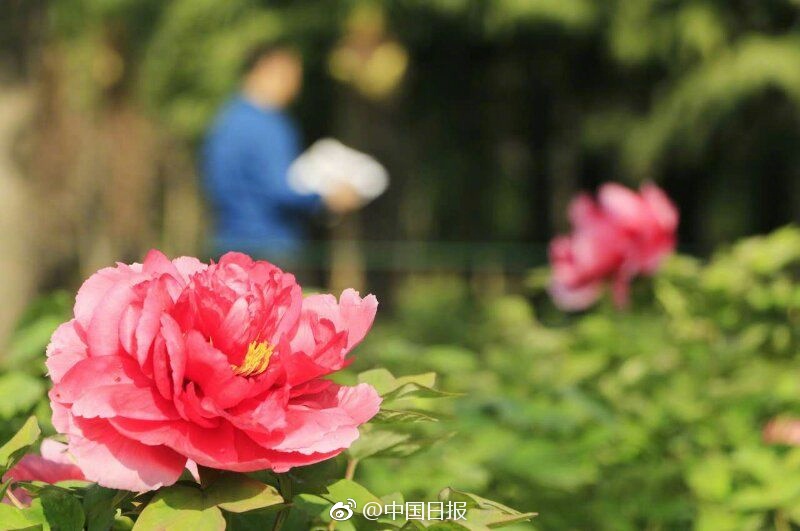 Chiansea老熟老妇2乱