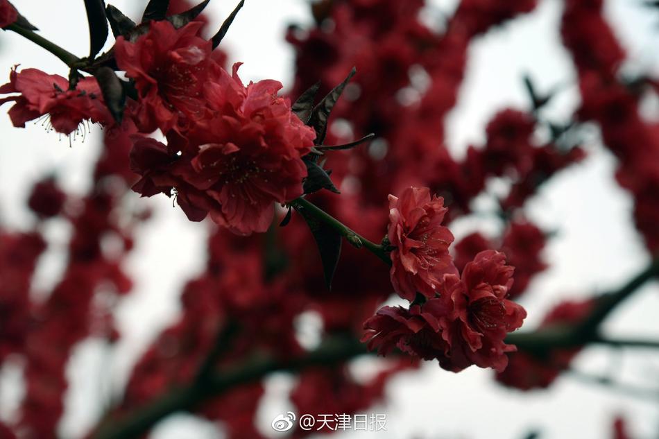 做爱动态