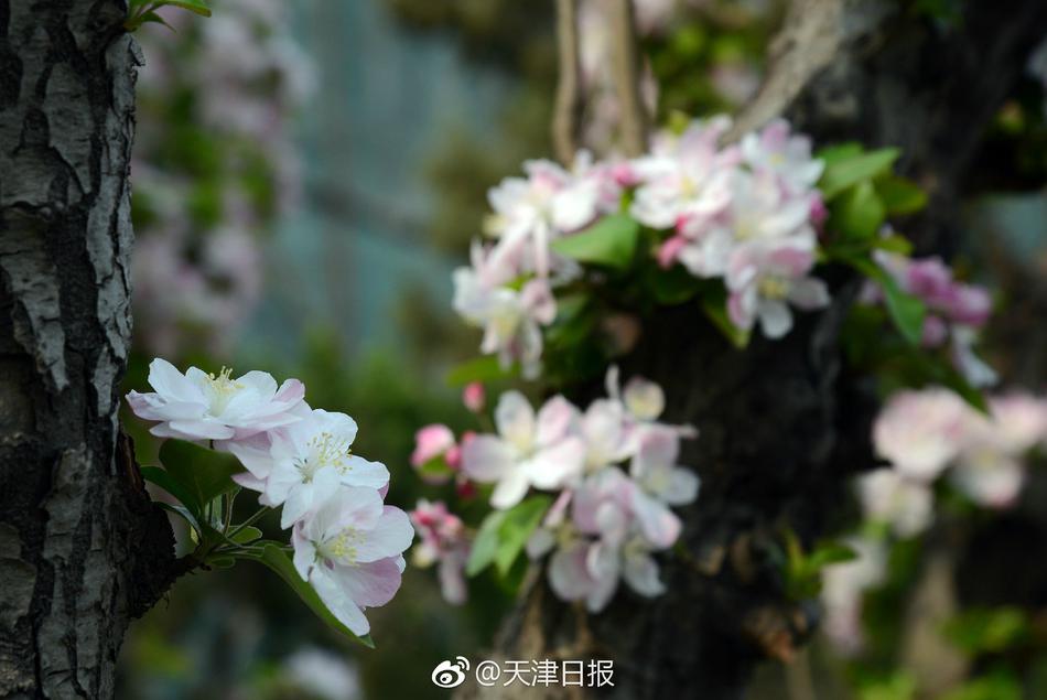 虎白女粉一线天白馒头
