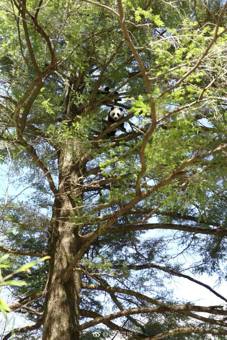 燕妲野外勾搭老头啪啪