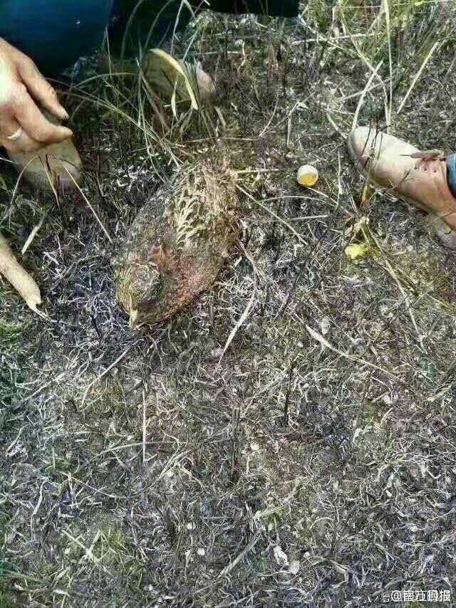 动漫海报