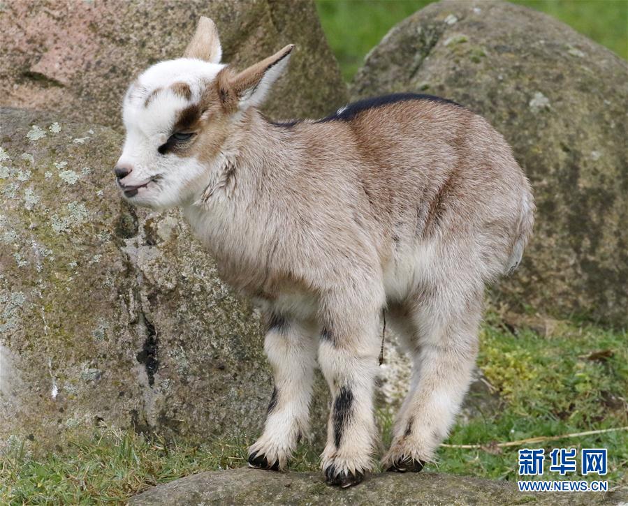 鮑魚色情片