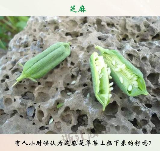 小章魚
