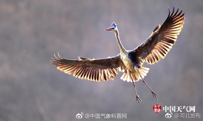雷电将军疯狂 自慰喷水爽