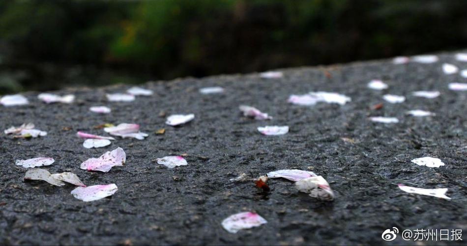 桜都字幕组