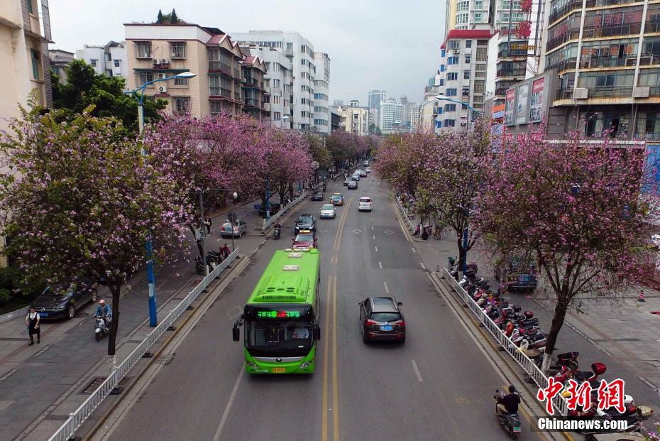 航拍柳州市柳北区三中路的紫荆花盛放景象。 王以照 摄