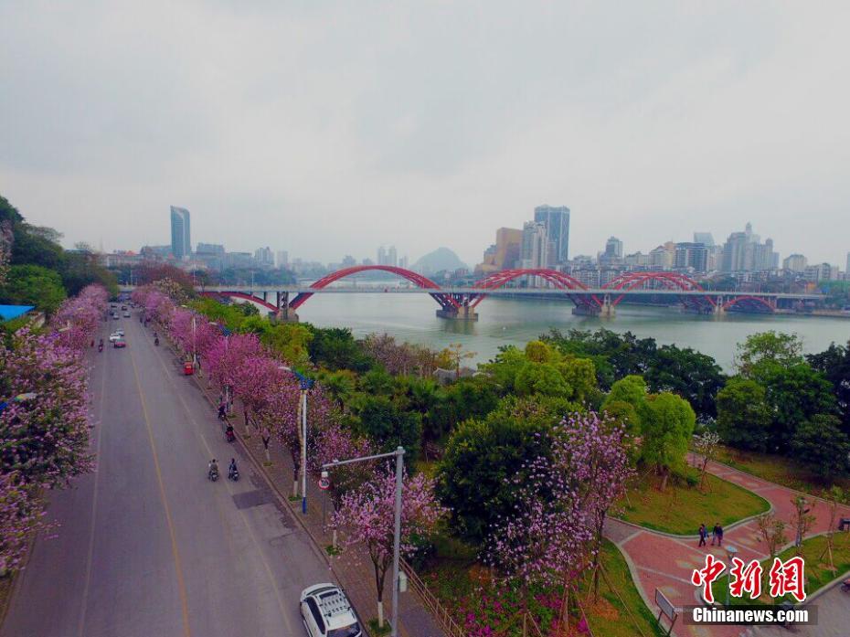 广西柳州20万株紫荆花盛放 变身花园城市(图)