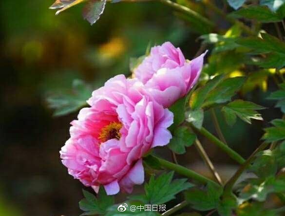 性爱 高潮 视频