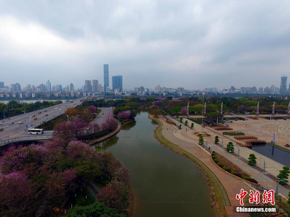 广西柳州20万株紫荆花盛放 变身花园城市(图)