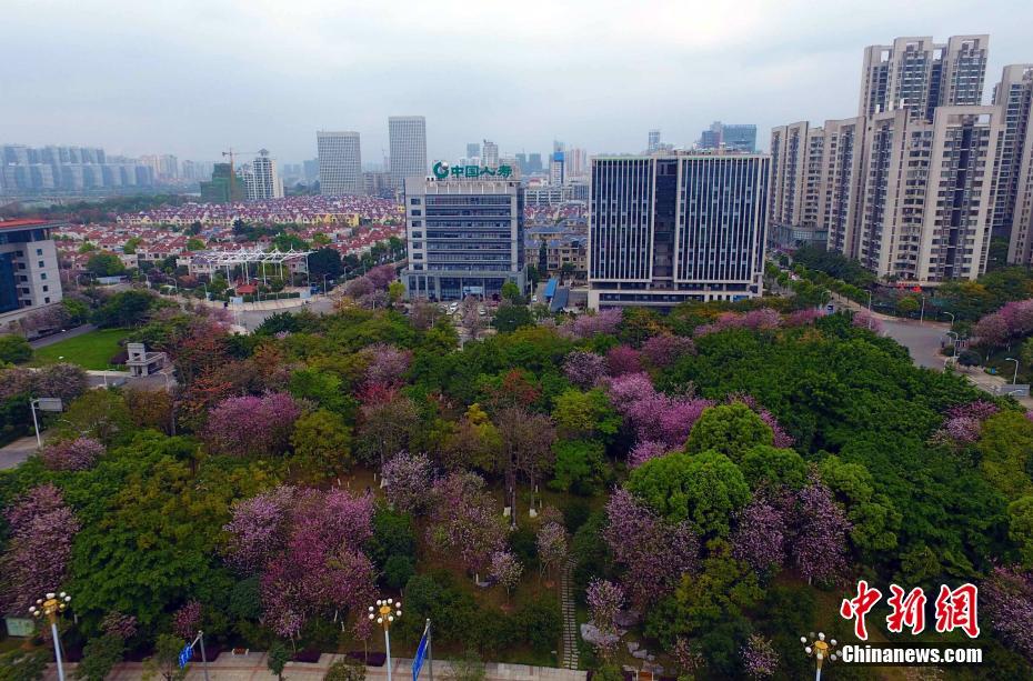 满城紫荆花开,柳州变身为花园城市。 王以照 摄