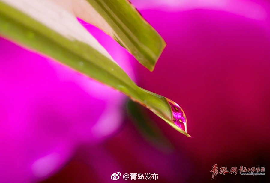 黄色网站国产Av