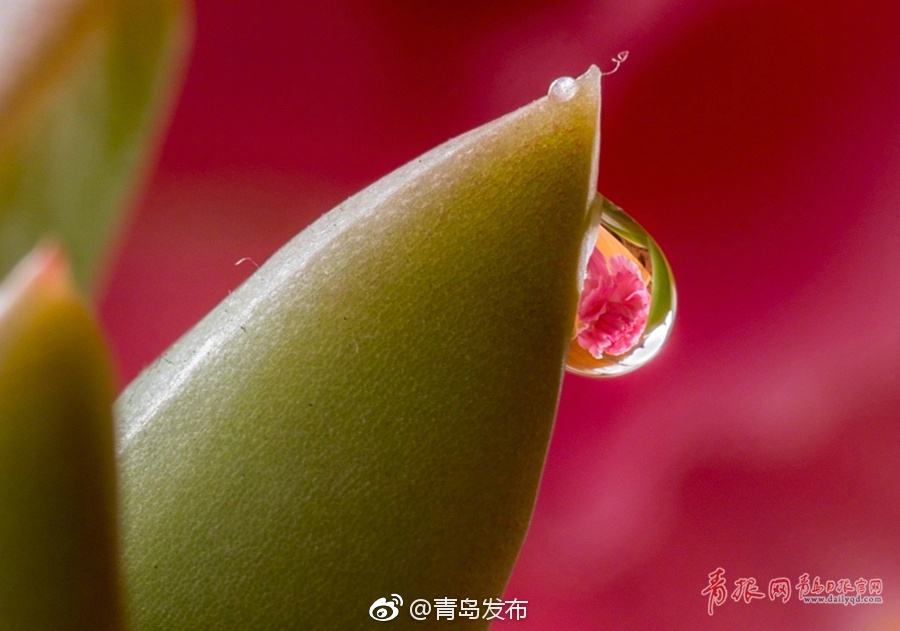 xl司令第二季无马赛更新时间