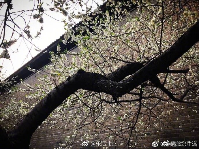 白絲襪