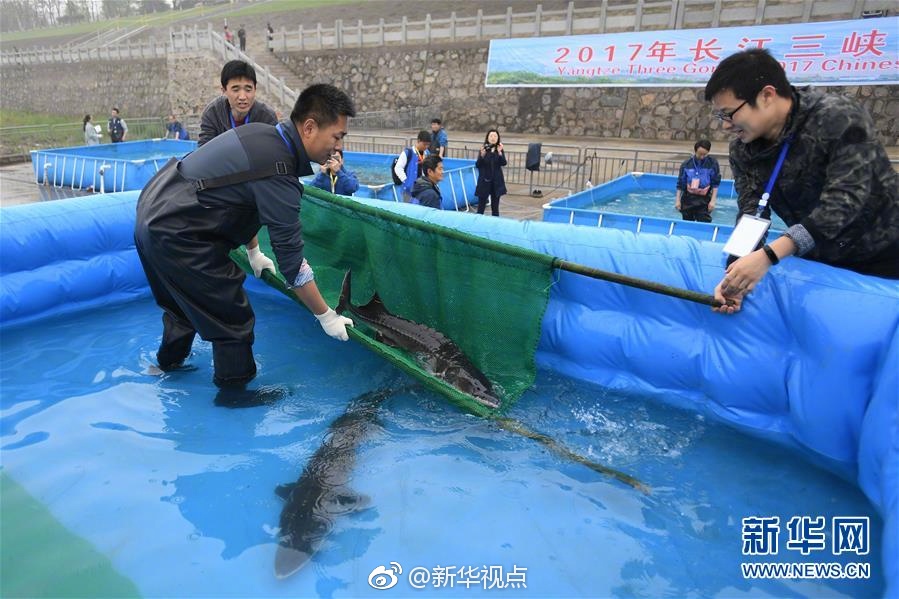 大吊日逼视频免费的