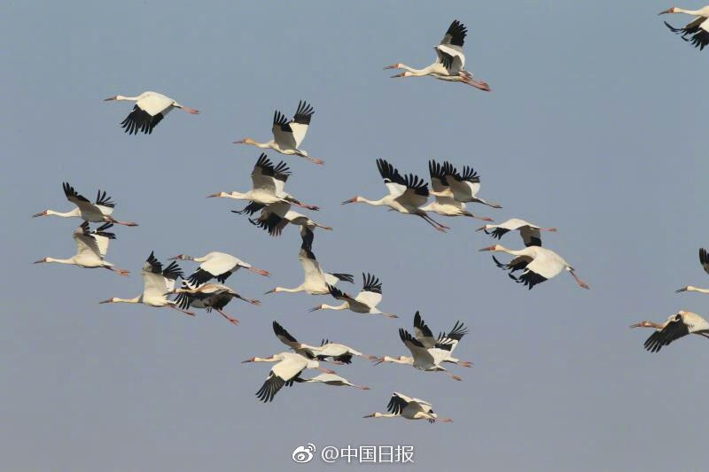 男按摩师玩弄人妻H