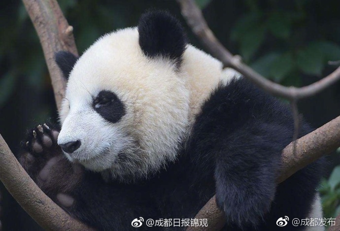 少妇与公豬交xXXX