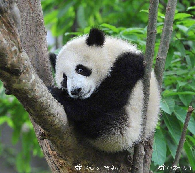 奶水丰满人妻Hd