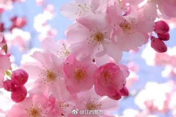 free性满足hd性bbw