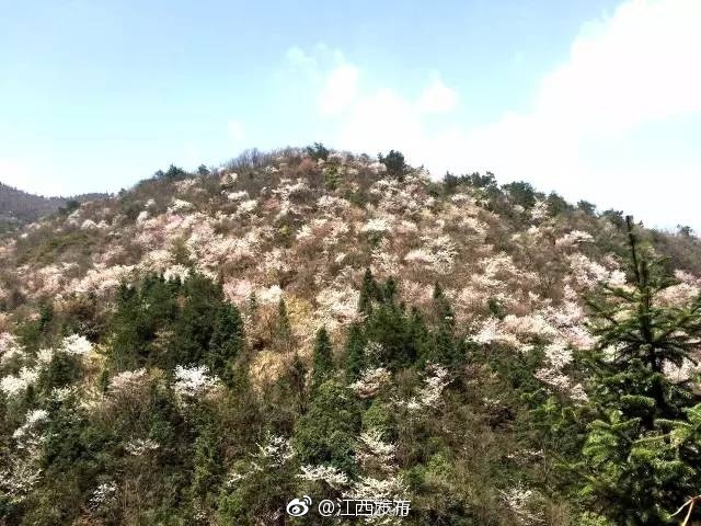 性日本老熟妇