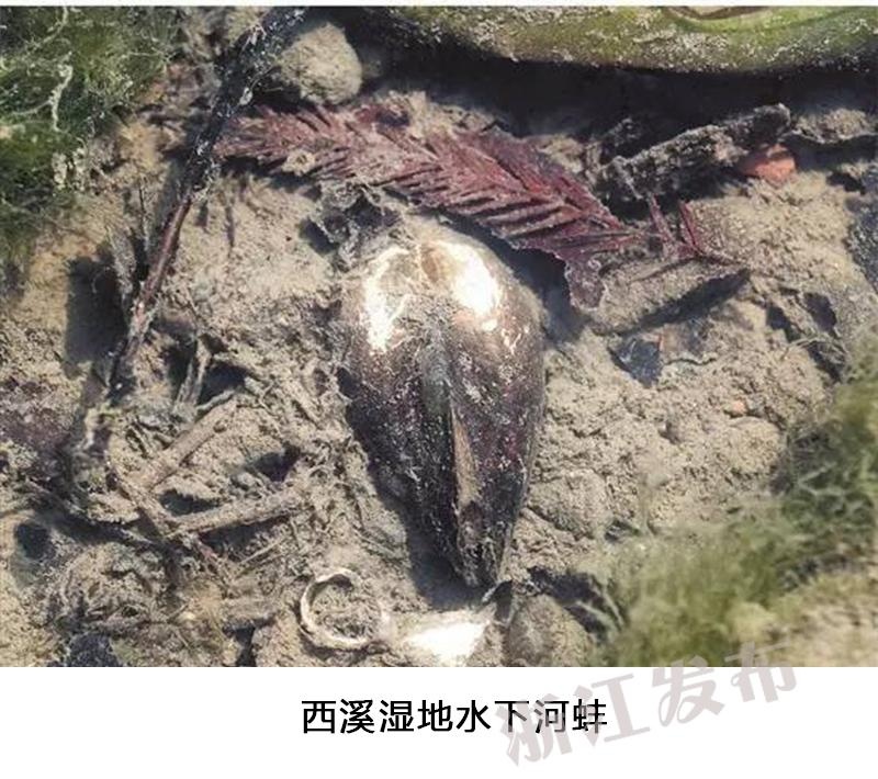 视频黄色免费999