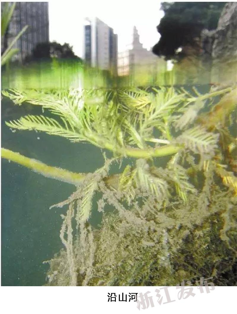 小泽码丽亚高潮喷水69